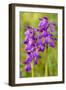 Green-Winged Orchids-null-Framed Photographic Print