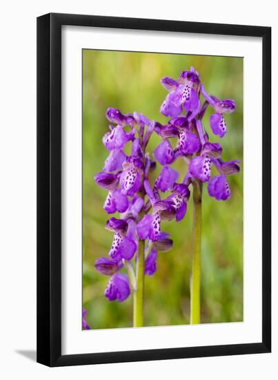 Green-Winged Orchids-null-Framed Photographic Print