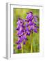Green-Winged Orchids-null-Framed Photographic Print