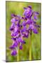 Green-Winged Orchids-null-Mounted Photographic Print