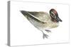 Green-Winged Teal (Anas Crecca), Duck, Birds-Encyclopaedia Britannica-Stretched Canvas