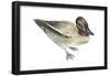 Green-Winged Teal (Anas Crecca), Duck, Birds-Encyclopaedia Britannica-Framed Poster