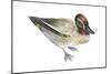 Green-Winged Teal (Anas Crecca), Duck, Birds-Encyclopaedia Britannica-Mounted Poster