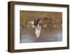 Green-Winged Teal Drake in Flight-Hal Beral-Framed Photographic Print