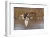 Green-Winged Teal Drake in Flight-Hal Beral-Framed Photographic Print