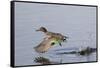 Green-Winged Teal Drakes Takes Off-Hal Beral-Framed Stretched Canvas