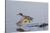 Green-Winged Teal Drakes Takes Off-Hal Beral-Stretched Canvas
