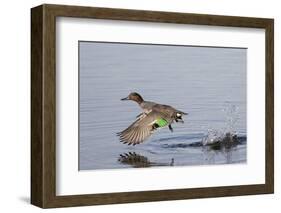 Green-Winged Teal Drakes Takes Off-Hal Beral-Framed Photographic Print