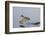 Green-Winged Teal Drakes Takes Off-Hal Beral-Framed Photographic Print