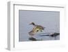 Green-Winged Teal Drakes Takes Off-Hal Beral-Framed Photographic Print