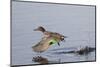 Green-Winged Teal Drakes Takes Off-Hal Beral-Mounted Photographic Print