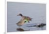 Green-Winged Teal Drakes Takes Off-Hal Beral-Framed Photographic Print