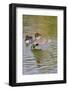 Green-Winged Teal Stretching Wings-Larry Ditto-Framed Photographic Print