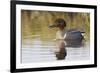 Green Winged Teal-Ken Archer-Framed Photographic Print