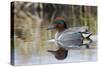 Green Winged Teal-Ken Archer-Stretched Canvas