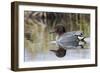 Green Winged Teal-Ken Archer-Framed Photographic Print