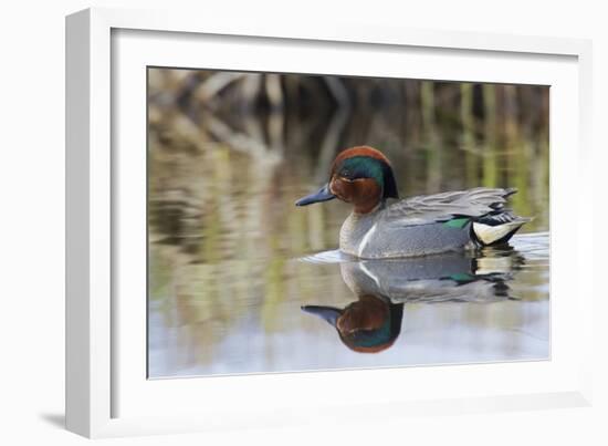 Green Winged Teal-Ken Archer-Framed Photographic Print