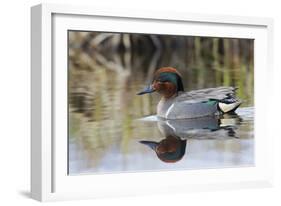 Green Winged Teal-Ken Archer-Framed Photographic Print