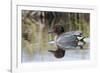 Green Winged Teal-Ken Archer-Framed Photographic Print