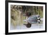 Green Winged Teal-Ken Archer-Framed Photographic Print