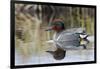 Green Winged Teal-Ken Archer-Framed Photographic Print