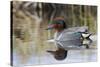 Green Winged Teal-Ken Archer-Stretched Canvas