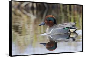 Green Winged Teal-Ken Archer-Framed Stretched Canvas