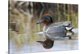 Green Winged Teal-Ken Archer-Stretched Canvas