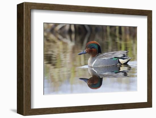 Green Winged Teal-Ken Archer-Framed Photographic Print