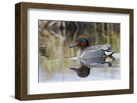 Green Winged Teal-Ken Archer-Framed Photographic Print