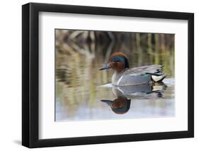 Green Winged Teal-Ken Archer-Framed Photographic Print