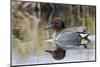 Green Winged Teal-Ken Archer-Mounted Photographic Print