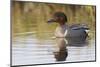 Green Winged Teal-Ken Archer-Mounted Photographic Print