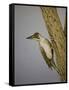 Green Woodpecker, 2016-Pat Scott-Framed Stretched Canvas