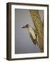 Green Woodpecker, 2016-Pat Scott-Framed Giclee Print