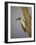 Green Woodpecker, 2016-Pat Scott-Framed Giclee Print