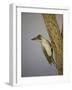 Green Woodpecker, 2016-Pat Scott-Framed Giclee Print