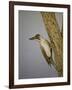 Green Woodpecker, 2016-Pat Scott-Framed Giclee Print