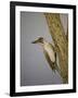 Green Woodpecker, 2016-Pat Scott-Framed Giclee Print