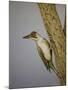 Green Woodpecker, 2016-Pat Scott-Mounted Giclee Print