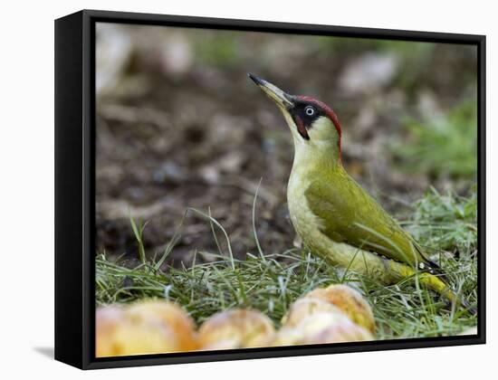 Green Woodpecker Male Alert Posture Among Apples on Ground, Hertfordshire, UK, January-Andy Sands-Framed Stretched Canvas