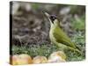 Green Woodpecker Male Alert Posture Among Apples on Ground, Hertfordshire, UK, January-Andy Sands-Stretched Canvas