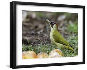 Green Woodpecker Male Alert Posture Among Apples on Ground, Hertfordshire, UK, January-Andy Sands-Framed Photographic Print