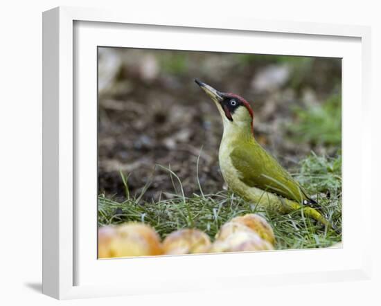 Green Woodpecker Male Alert Posture Among Apples on Ground, Hertfordshire, UK, January-Andy Sands-Framed Photographic Print