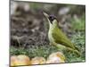 Green Woodpecker Male Alert Posture Among Apples on Ground, Hertfordshire, UK, January-Andy Sands-Mounted Photographic Print