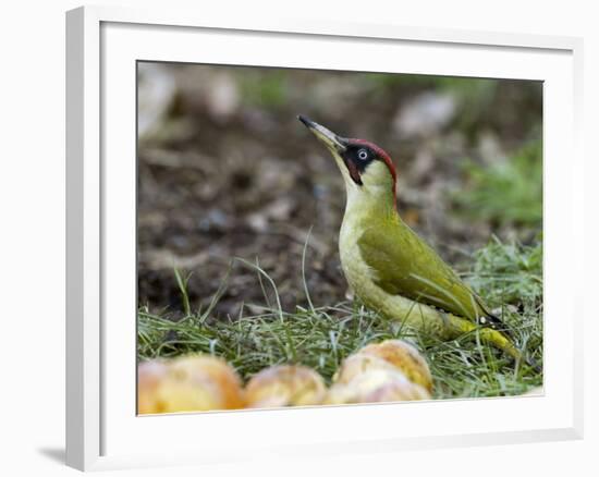 Green Woodpecker Male Alert Posture Among Apples on Ground, Hertfordshire, UK, January-Andy Sands-Framed Photographic Print