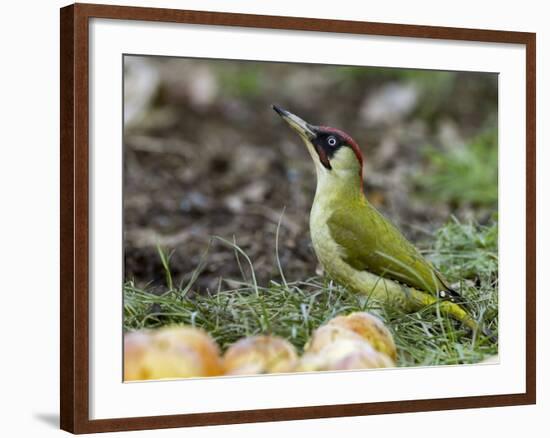 Green Woodpecker Male Alert Posture Among Apples on Ground, Hertfordshire, UK, January-Andy Sands-Framed Photographic Print