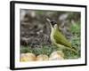 Green Woodpecker Male Alert Posture Among Apples on Ground, Hertfordshire, UK, January-Andy Sands-Framed Photographic Print