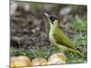 Green Woodpecker Male Alert Posture Among Apples on Ground, Hertfordshire, UK, January-Andy Sands-Mounted Photographic Print