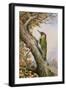 Green Woodpecker-Carl Donner-Framed Giclee Print